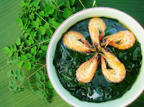 Axit chlorogenic có trong chùm ngây có tác dụng hỗ trợ giảm cân hiệu quả bằng cách kiểm soát lượng đường trong máu 